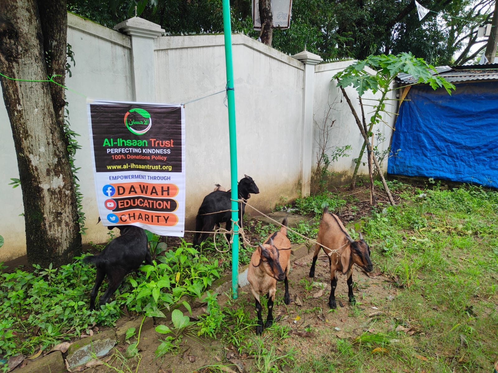 Qurbani Animals